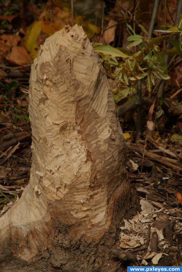 Busy Beaver